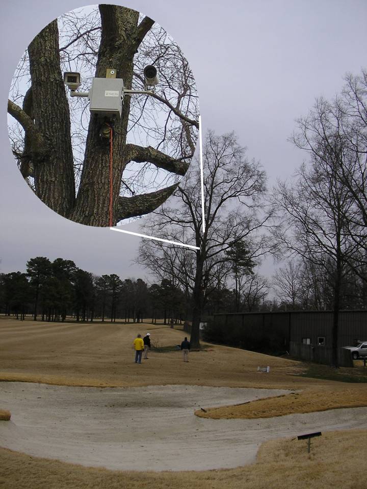 hawk-eye on a tree